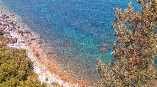 High angle view of plants by sea against sky