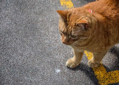 Close-up of ginger cat on road