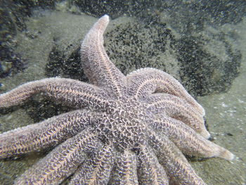 Close-up of plant