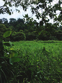 Scenic view of trees on field against sky