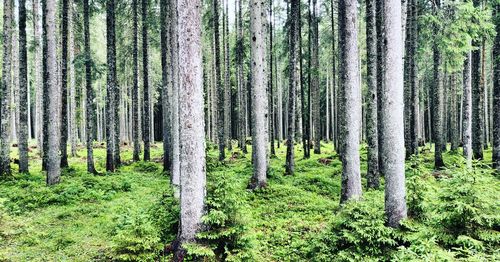 Trees growing in forest