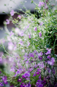 Close-up of purple flowering plants