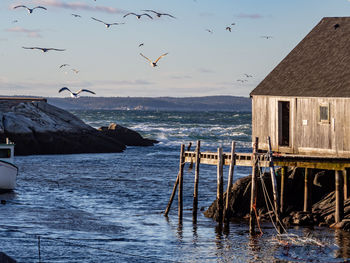 Seagulls flying over sea and buildings