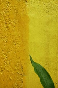 Close-up of yellow leaf