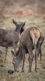 Deer standing on field