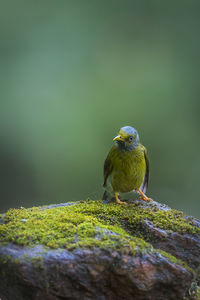 Close-up of bird perching on branch