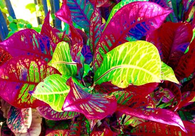 Full frame shot of leaves