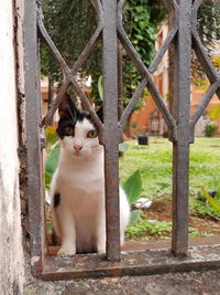 Portrait of a cat by fence