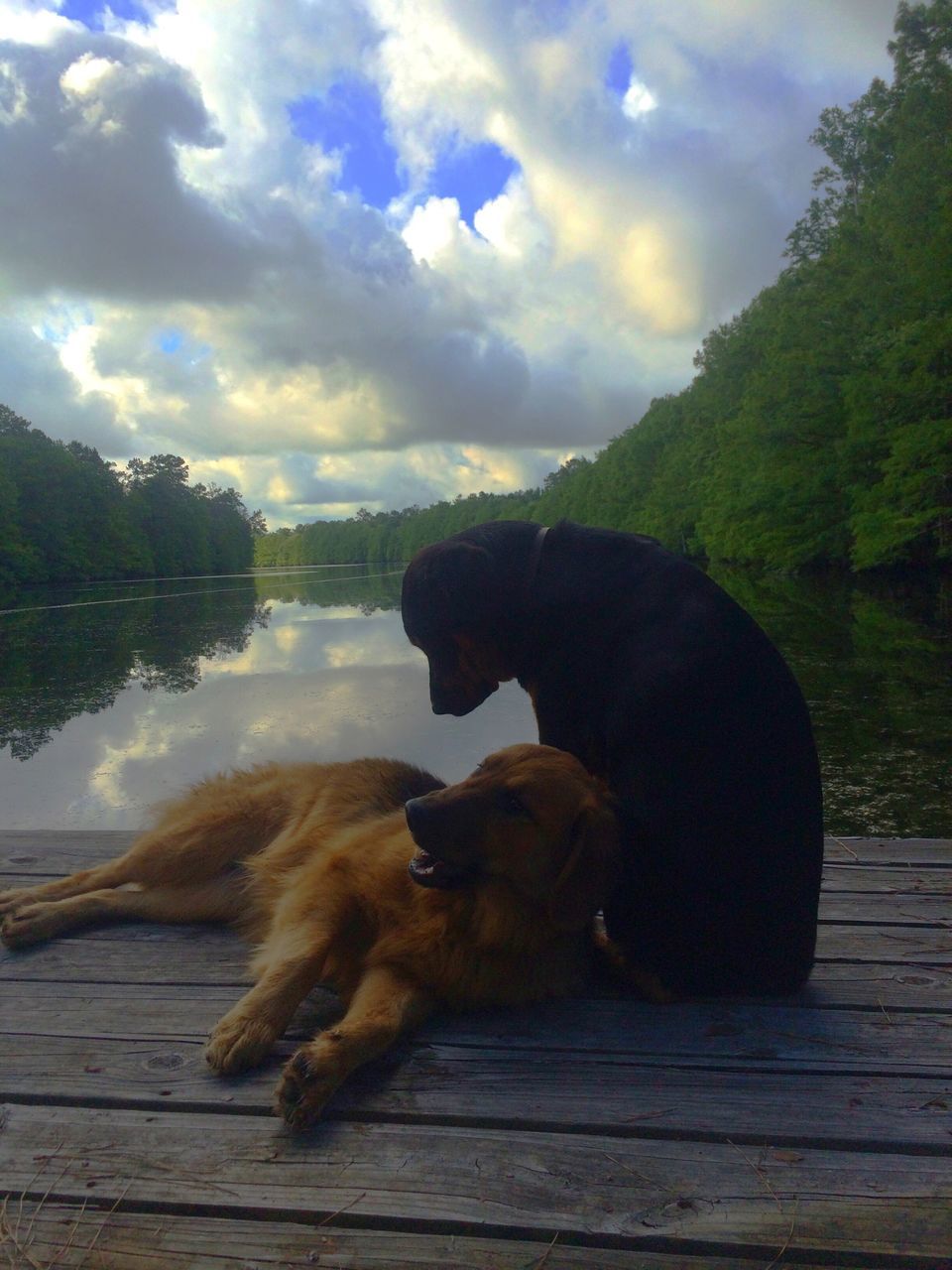 dog, sky, pets, water, domestic animals, one animal, animal themes, mammal, cloud - sky, lake, tranquility, tranquil scene, nature, tree, cloud, beauty in nature, relaxation, scenics, wood - material, cloudy