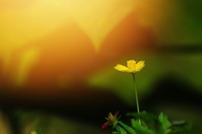 Close-up of yellow flowering plant