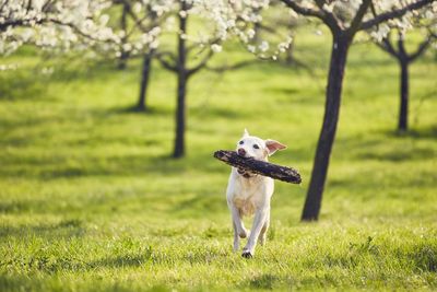 Portrait of dog running with wood on grassy field