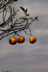 Low angle view of fruits on tree