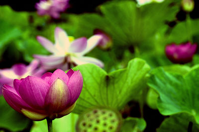 Close-up of pink lotus water lily