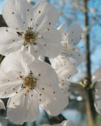 Low angle view of white flower blooming on tree