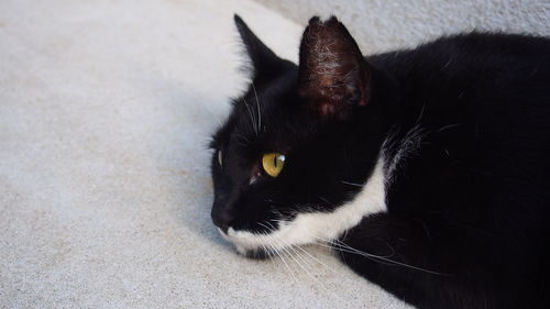 Portrait of black cat lying down