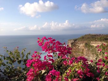 Red flowers blooming by sea against sky