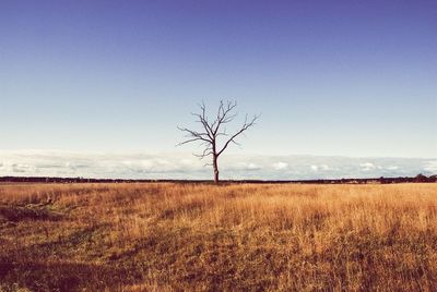 Bare trees on field