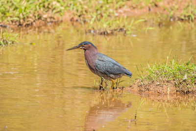 Bird perching on a lake