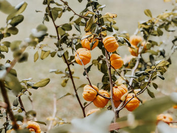 Close-up of red flowering plant