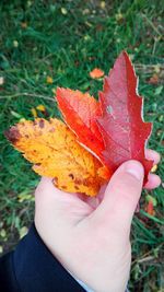 Close-up of maple leaf on grass during autumn