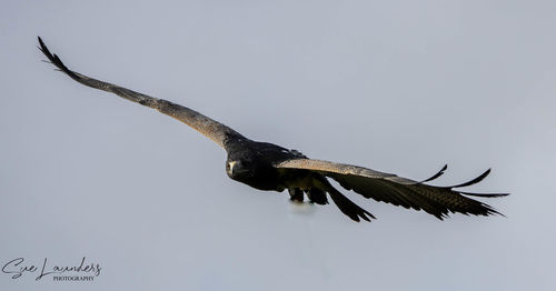 Low angle view of eagle flying in sky
