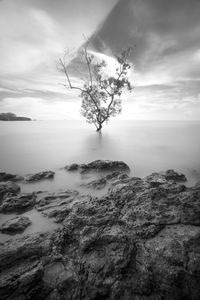 Low angle view of tree against sky