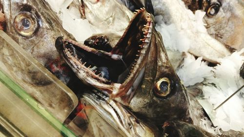 Close-up of seafood for sale at market