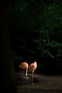 Flamingoes in lake against trees