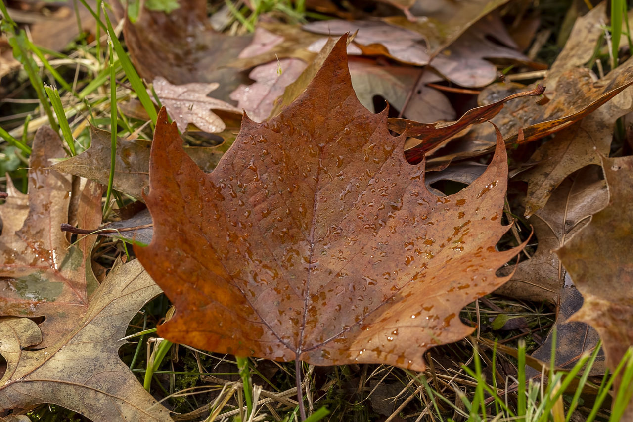 HIGH ANGLE VIEW OF DRY MAPLE LEAF ON GRASS
