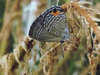 Close-up of butterfly on plant