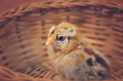 High angle view of ameraucana chick in basket