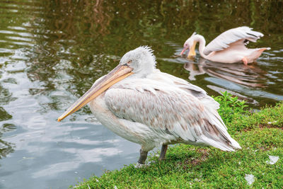 Pelican swimming in lake