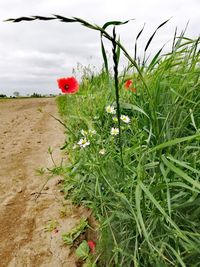 Close-up of red flowering plants on field against sky