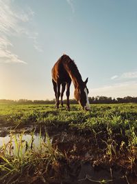 Horse standing in a field