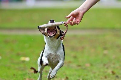 Dog playing on field