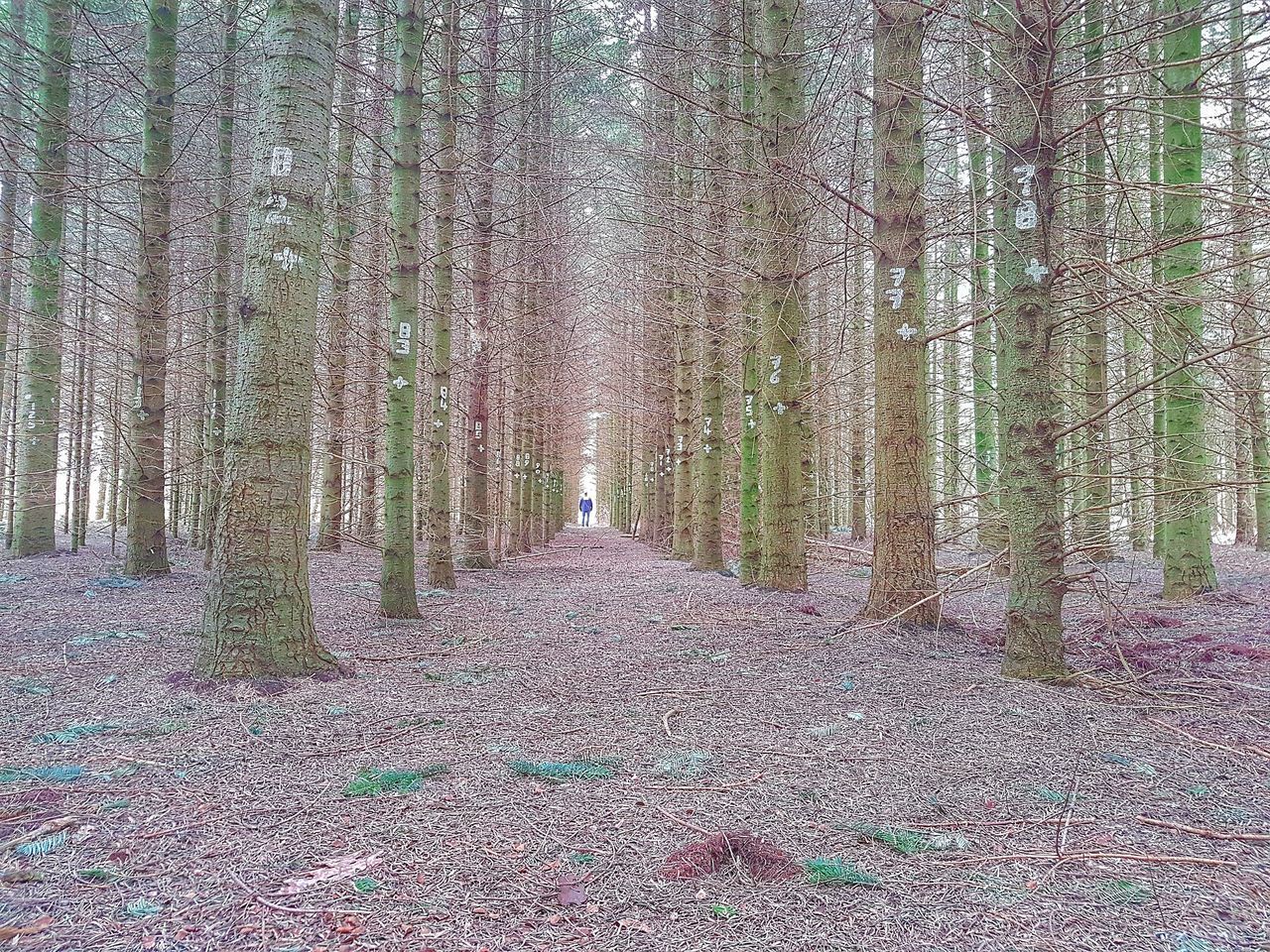 PANORAMIC SHOT OF TREE TRUNKS