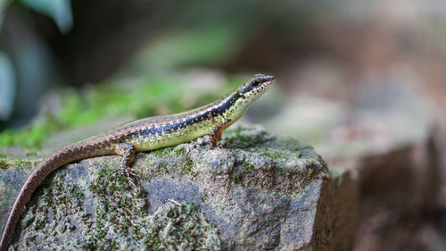 Close-up of lizard on leaf