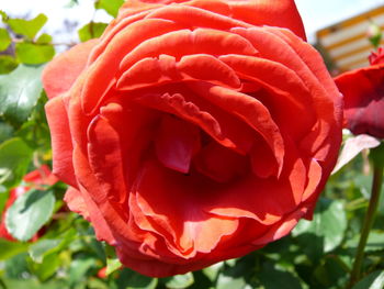 Close-up of red rose blooming outdoors