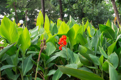 Close-up of red flowering plant against trees