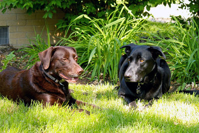 Black dog in a field