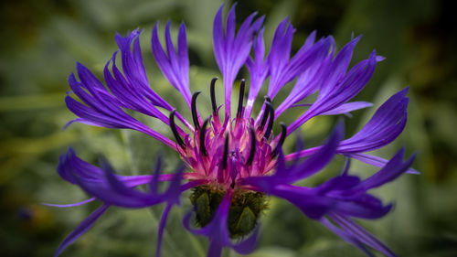 Close-up of purple flowering plant