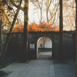 Archway of trees during autumn