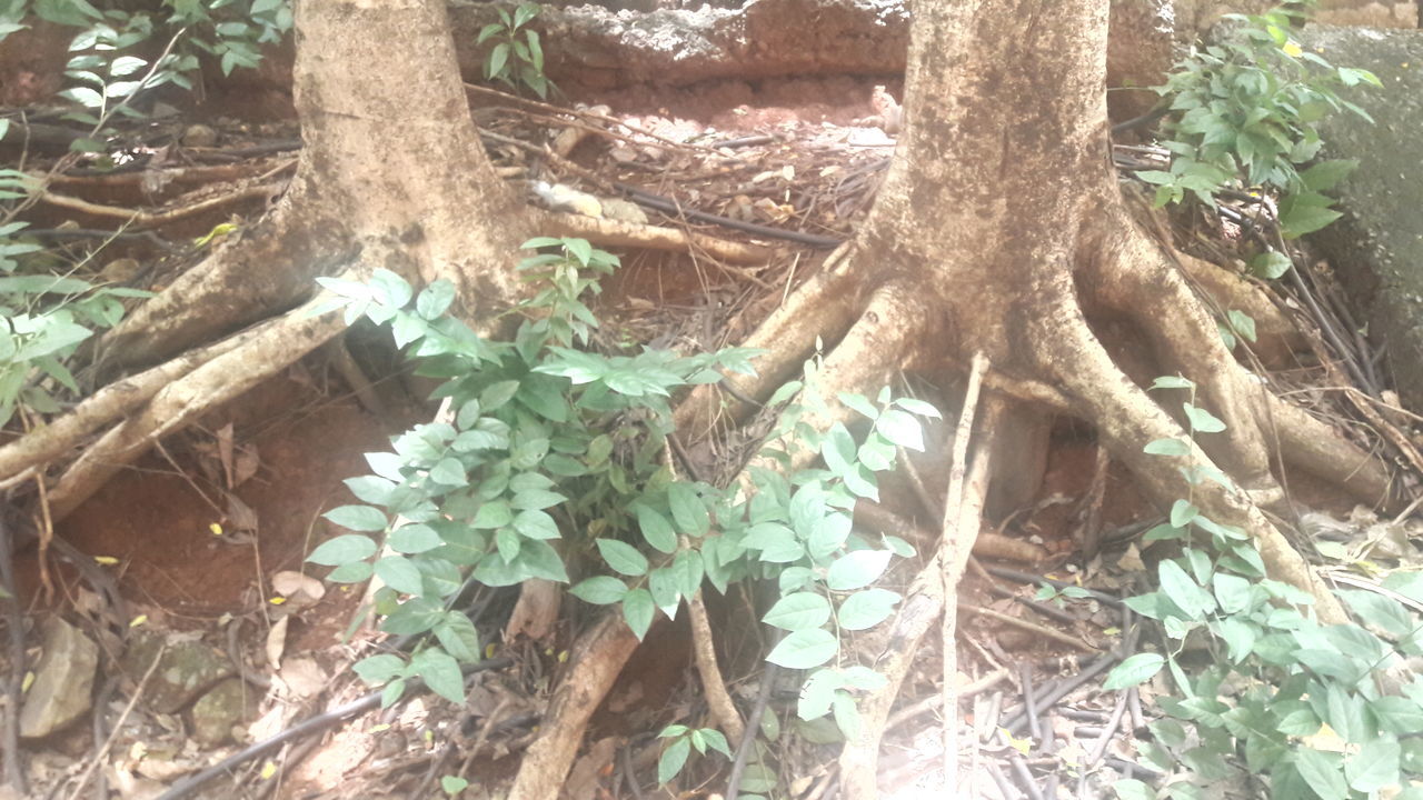 Roadside roots