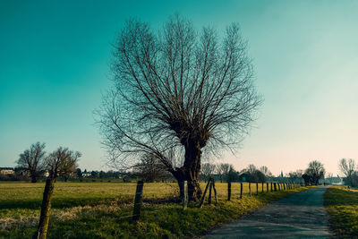 Bare tree on field against clear sky