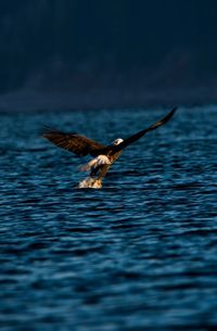 Bird flying over sea