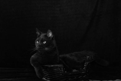 Cat sitting in basket against black background