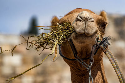 Close-up of camel eating grass against sky