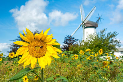 Sunflowers on field against cloudy sky