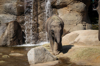 Elephant on rock at zoo