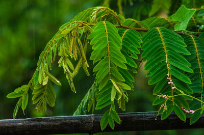 Close-up of fresh green plant